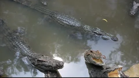 Crocodiles_LDA N 00381 Video stock 9678322