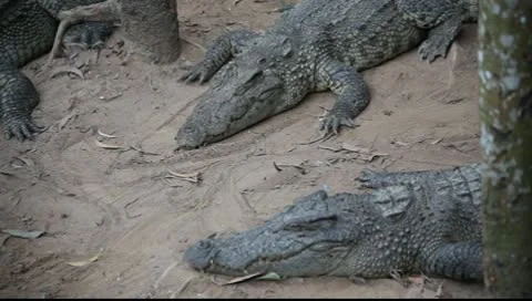 Crocodiles_LDA N 00391 Video stock 9713898