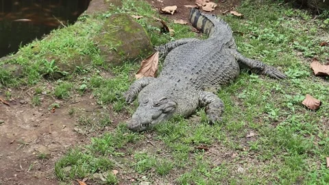 Crocodille Stock Footage 221827486