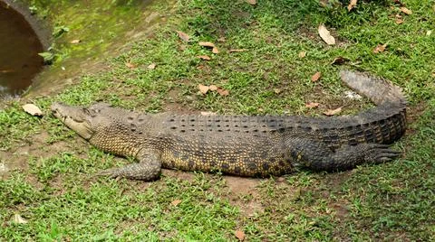Crocodille Stock Photos