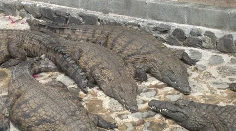 Crocodils in Mauritius Vídeo Stock 7756561