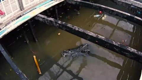 Crocodrile captivity, in a tiny box of wood Stock Footage 77768230