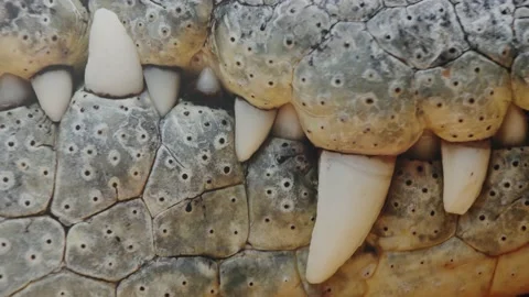 Crocodrile mouth Stock Footage 151912792