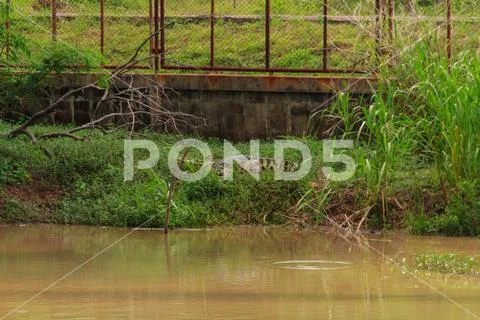 Crocodylidae is a large reptile living in the swamp or river. 7 Stock Photos