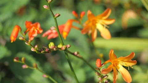 Crocosmia blowing with the wind Stock Footage 116048135