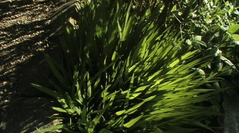 Crocosmia dive 2 Stock Footage 375778