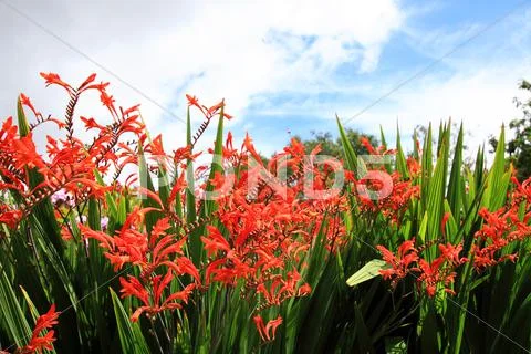 Crocosmia 'lucifer' Stock Photos