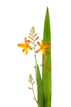 Crocosmia Stock Photos