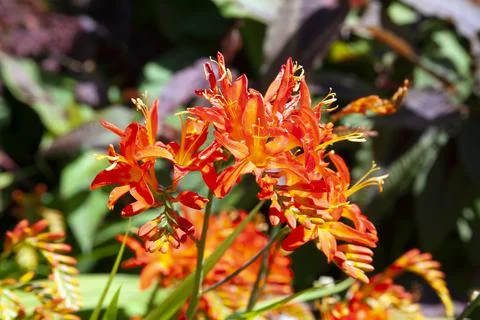 Crocosmia 'Spitfire' Stock Photos
