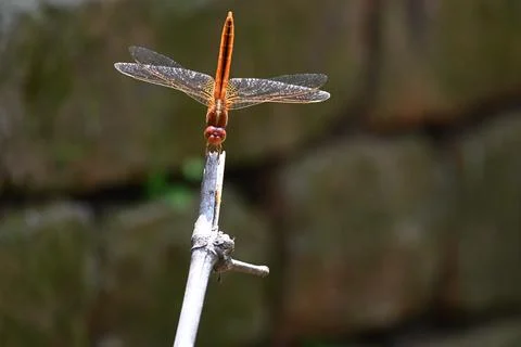 Crocothemis dragonfly. Фото