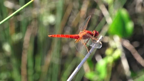 Crocothemis erythraea 001 Stock Footage 138531810