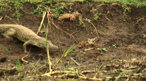 CrocRunningUganda Stock Footage 684746