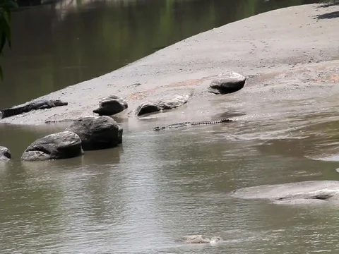 Crocs on bank Stock Footage 99805191