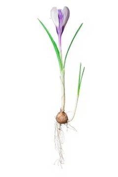 Crocus 2 Stock Photos