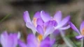 Crocus 7037 HD Footage
