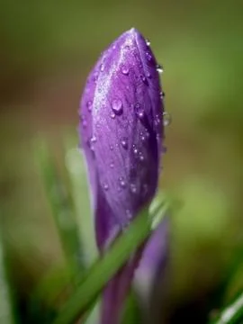 Crocus after rain Stock Photos