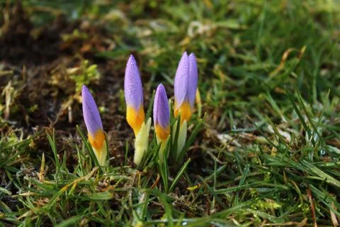 Crocus after the rain Stock Photos