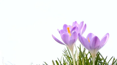 Crocus and bee Stock Footage 1217317