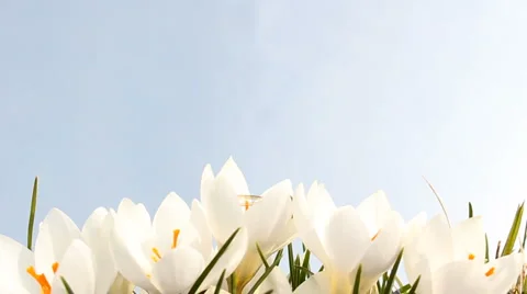 Crocus and bee Stock Footage 1217365
