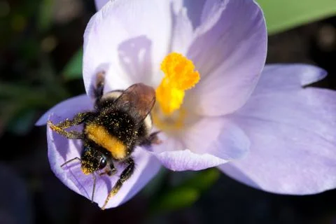 Crocus and bumblebee Stock Photos