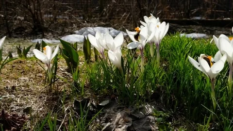 Crocus and a bumblebee queen Stock Footage 152266630