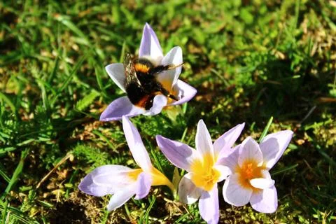Crocus and a bumblebee queen Stock Photos