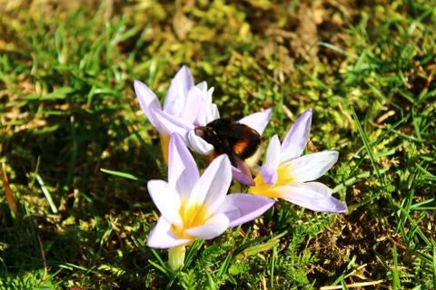 Crocus and a bumblebee queen Stock Photos