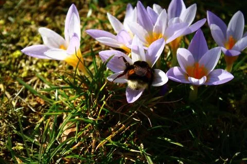 Crocus and a bumblebee queen Stock Photos