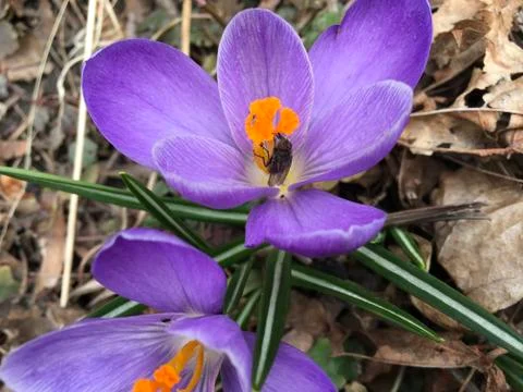 Crocus and fly Stock Photos
