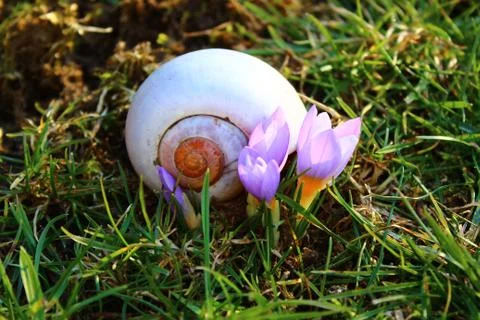 Crocus and a snail shell Stock Photos