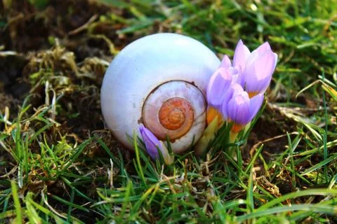 Crocus and a snail shell Stock Photos