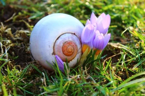 Crocus and a snail shell Stock Photos