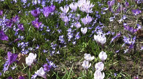 Crocus and squill flowers move in wind in spring garden. 4K Stock Footage 51533368