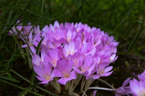 Crocus background Autumn crocus meadow saffron naked lady Stock Photos