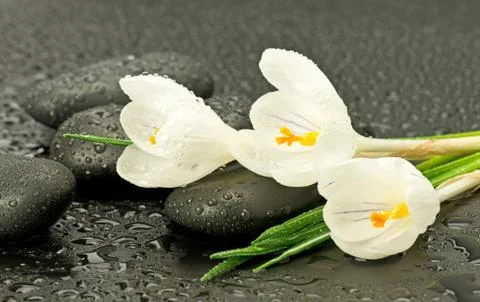 Crocus with basalt stones Stock Photos