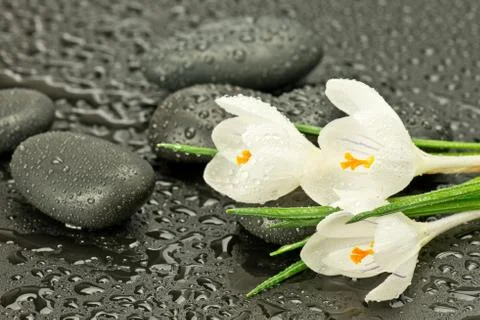 Crocus with basalt stones Stock Photos