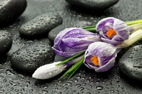 Crocus with basalt stones Foto stock