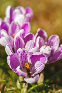 Crocus - bee 库存照片