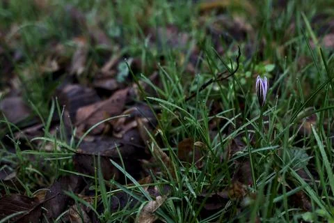 Crocus biflorus with grass and foliage seen up close Stock Photos