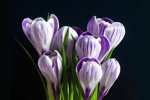 Crocus on the black background Stock Photos