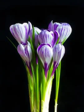 Crocus on the black background Stock Photos