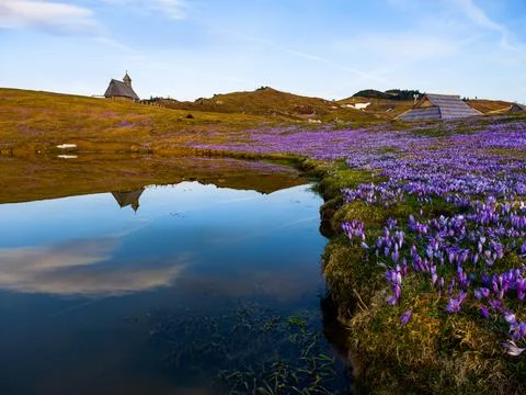 Crocus Bloom and Chapel Reflections on Velika Planina Stock Photos