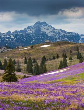 Crocus Bloom and Mountain Chapel on Velika Planina 库存照片