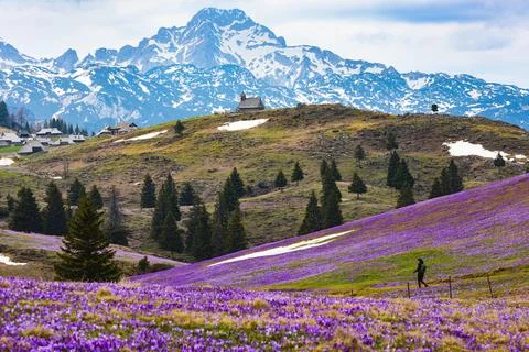 Crocus Bloom and Mountain Chapel on Velika Planina Stock Photos