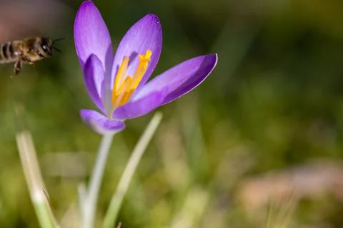 Crocus in bloom in a meadow in spring with flying bee Stock Photos