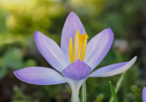 Crocus in bloom in a meadow in spring Stock Photos
