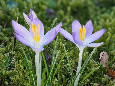 Crocus in bloom in a meadow in spring Stock Photos