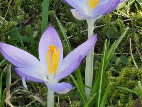 Crocus in bloom in a meadow in spring Stock Photos