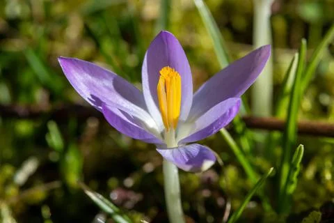Crocus in bloom in a meadow in spring Stock Photos