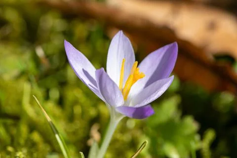 Crocus in bloom in a meadow in spring Stock Photos